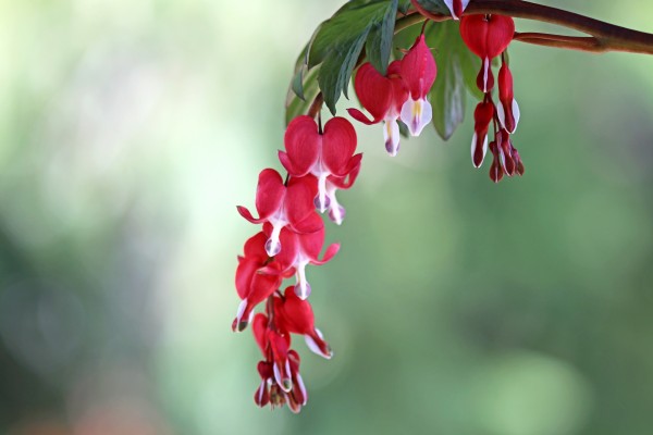 Dangling Valentine Hearts by Deb Oppermann